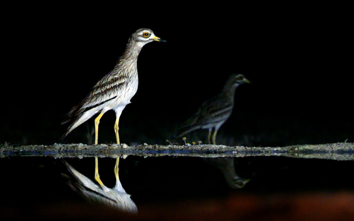 Eurasian Thick-knee - ML639543135