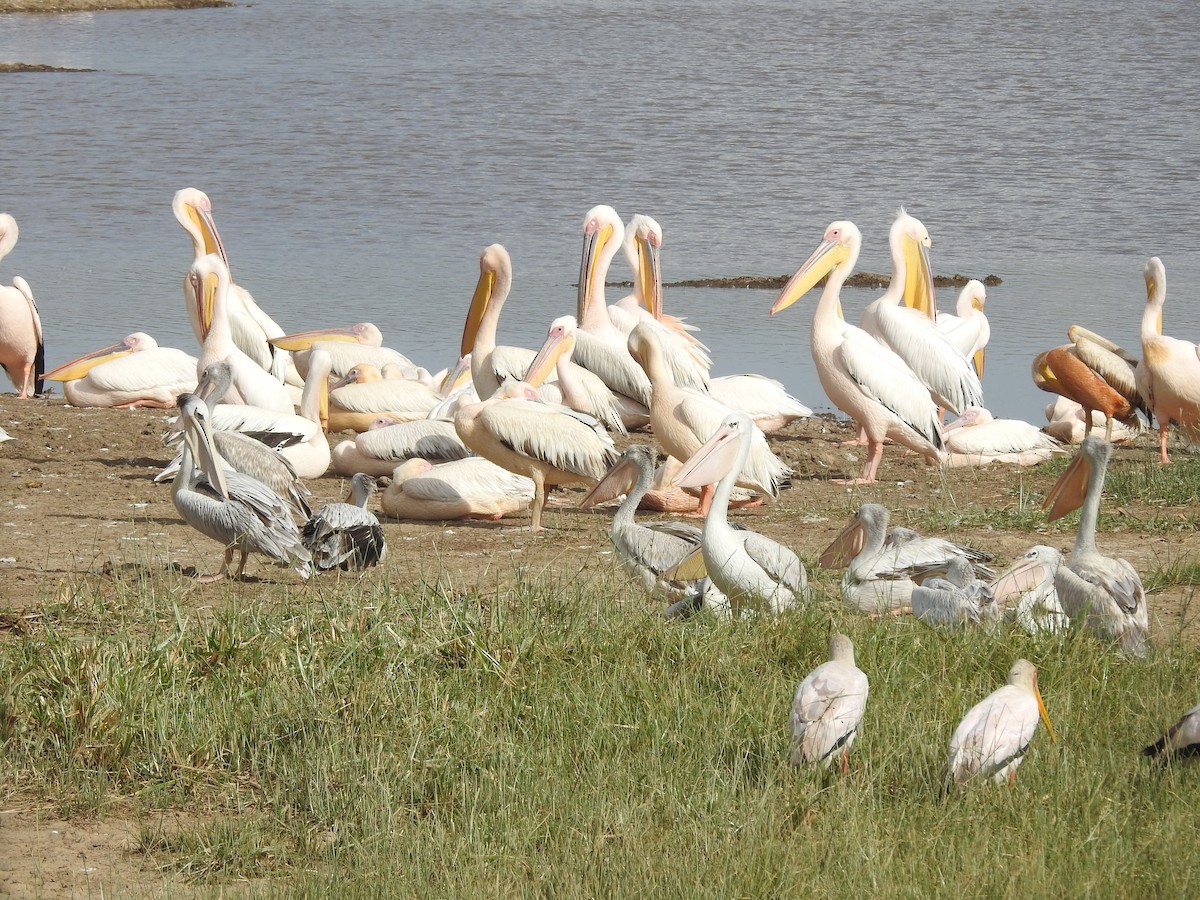 Pink-backed Pelican - ML639543136