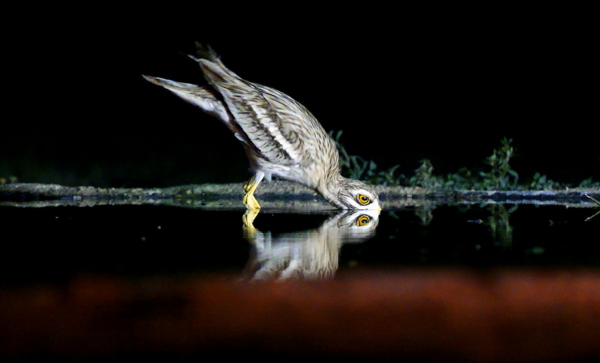 Eurasian Thick-knee - ML639543137