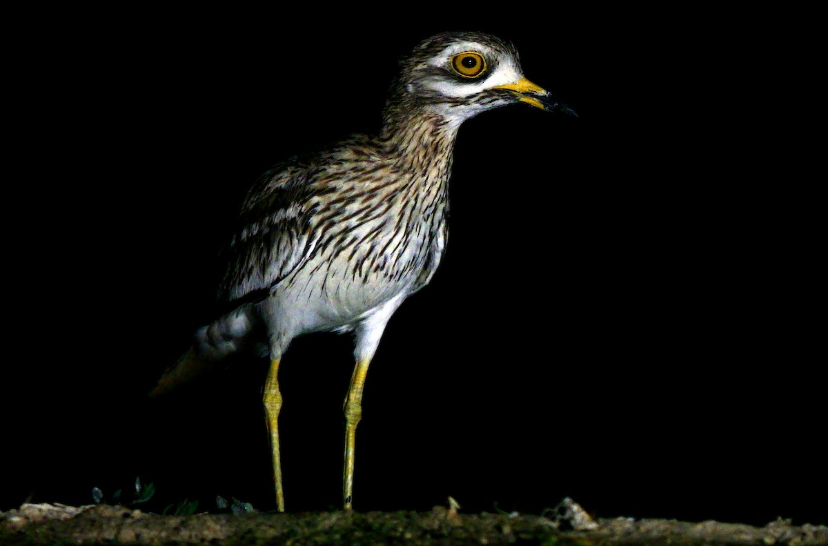 Eurasian Thick-knee - ML639543138