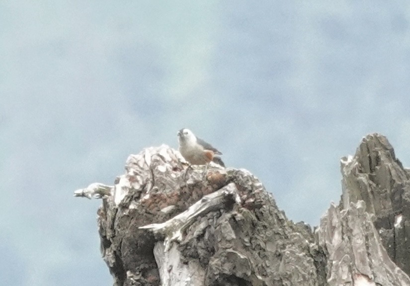 White-cheeked Nuthatch - ML639543139
