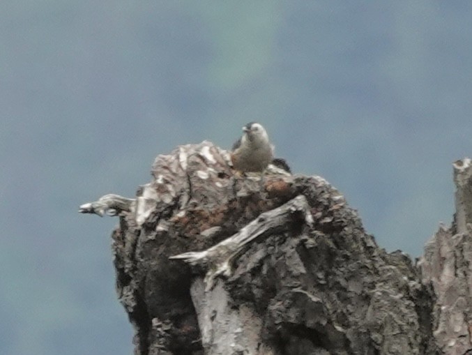 White-cheeked Nuthatch - ML639543140