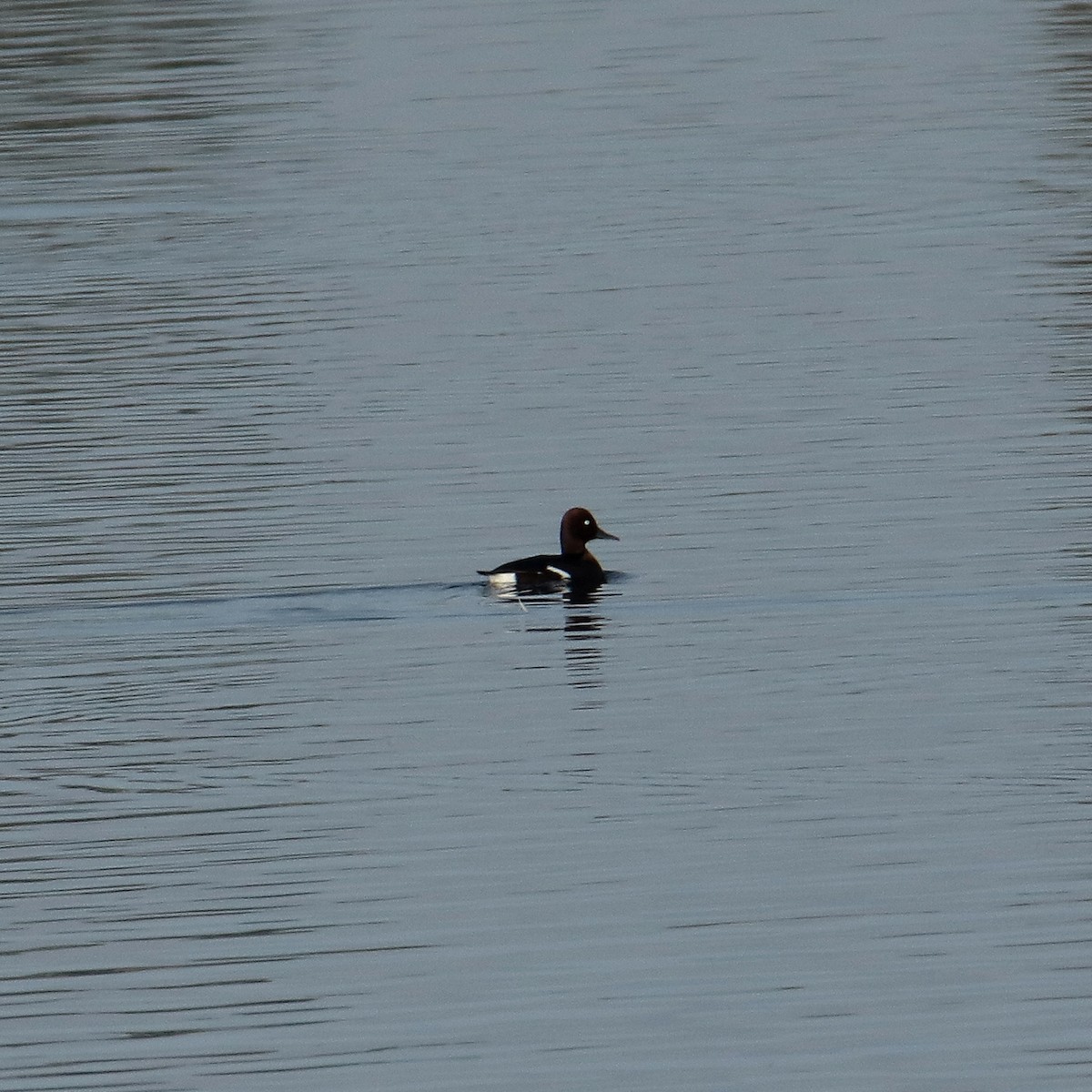 Common Pochard - ML639543141