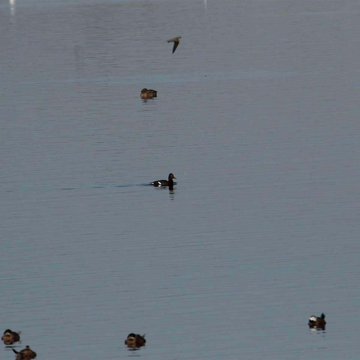 Common Pochard - ML639543142