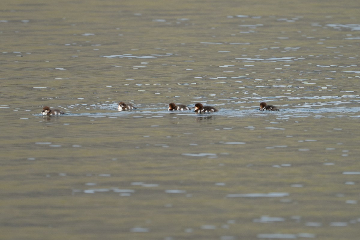Common Merganser - ML639543144