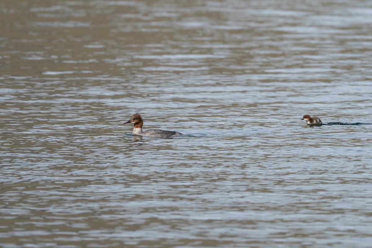 Common Merganser - ML639543145