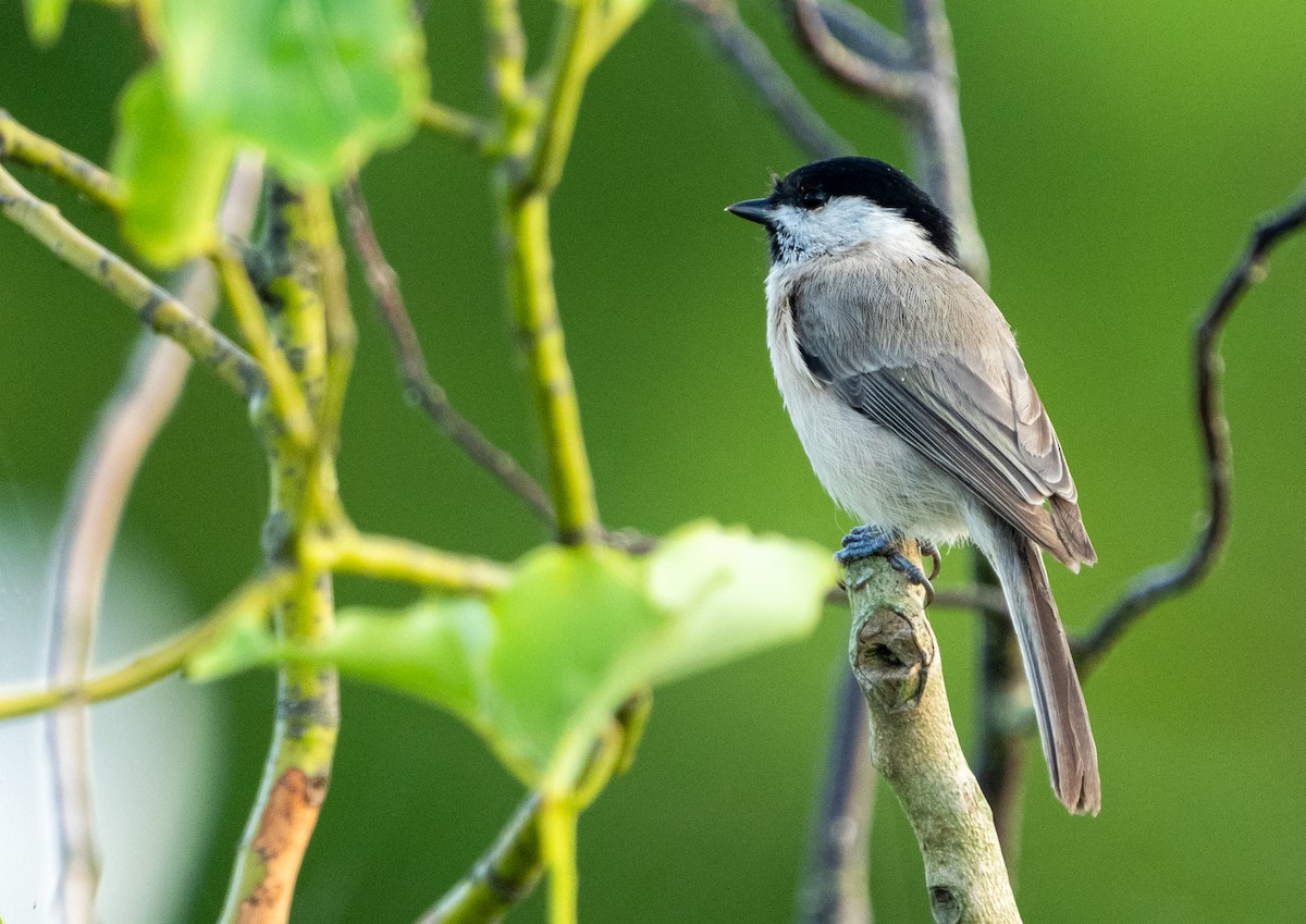 Willow Tit (Willow) - ML639543146