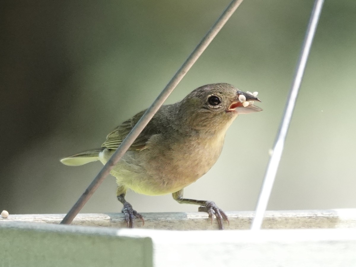 Painted Bunting - ML639543147