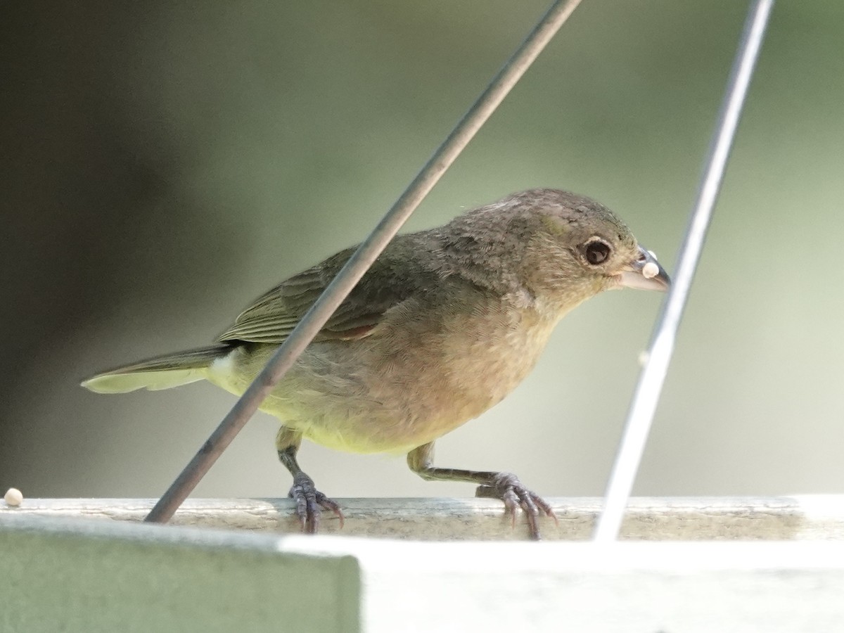 Painted Bunting - ML639543148