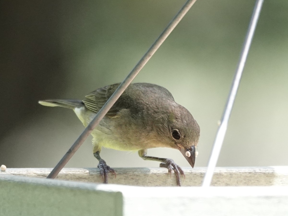 Painted Bunting - ML639543149