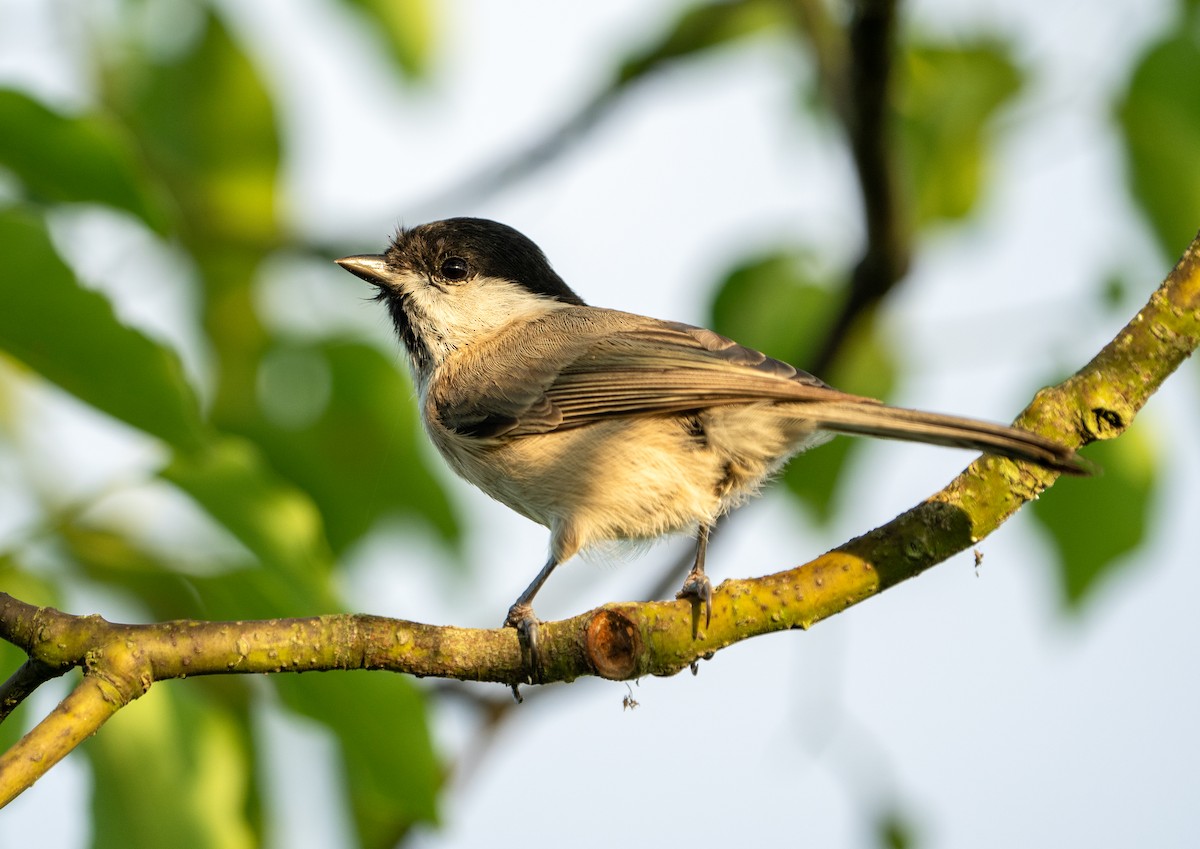 Willow Tit (Willow) - ML639543150
