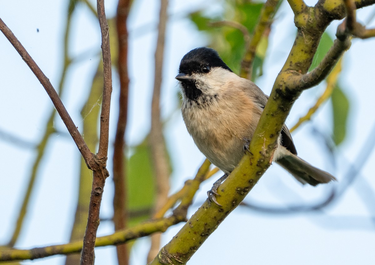 Willow Tit (Willow) - ML639543152