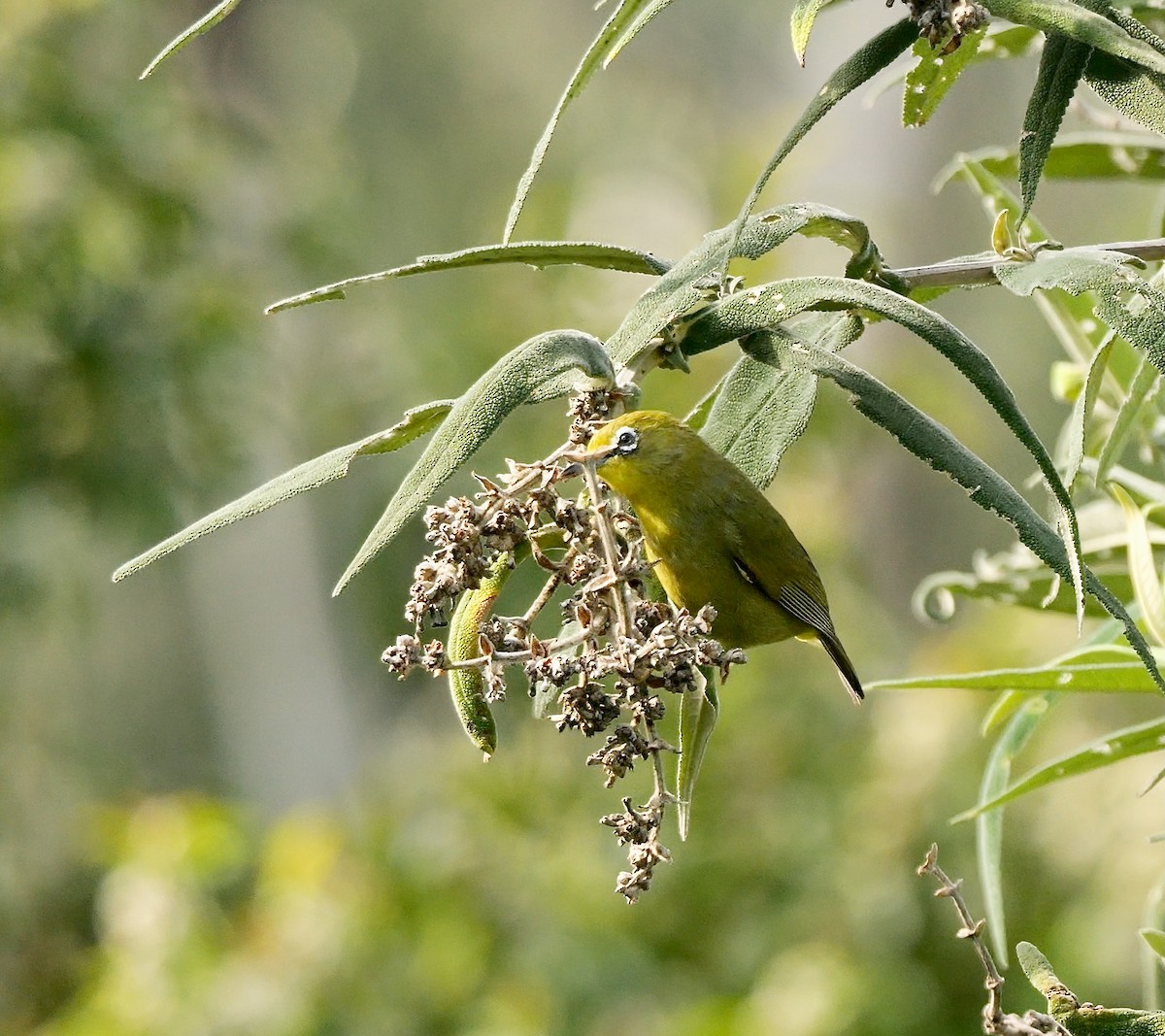 Cape White-eye (Green) - ML639543156