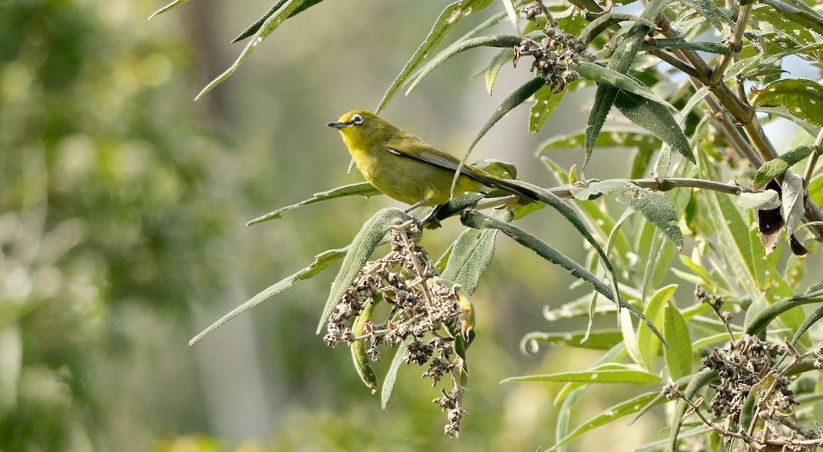 Cape White-eye (Green) - ML639543157