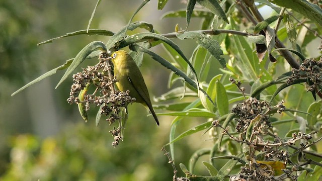 Cape White-eye (Green) - ML639543158