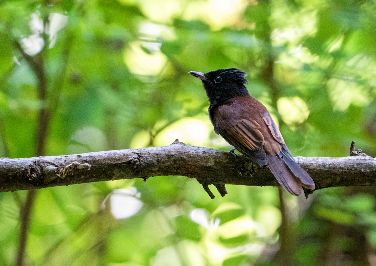 Black Paradise-Flycatcher (Northern) - ML639543162
