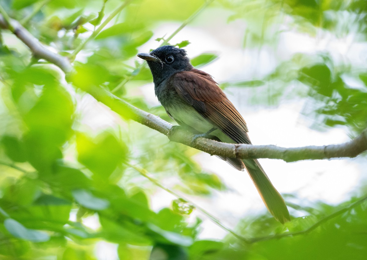 Black Paradise-Flycatcher (Northern) - ML639543166