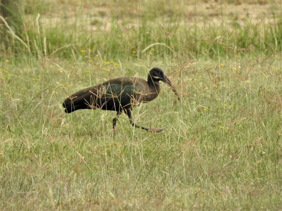 Hadada Ibis - ML639543169
