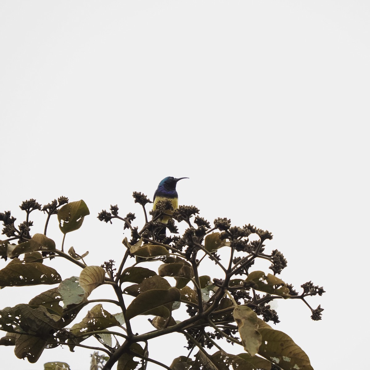 Variable Sunbird - ML639543172