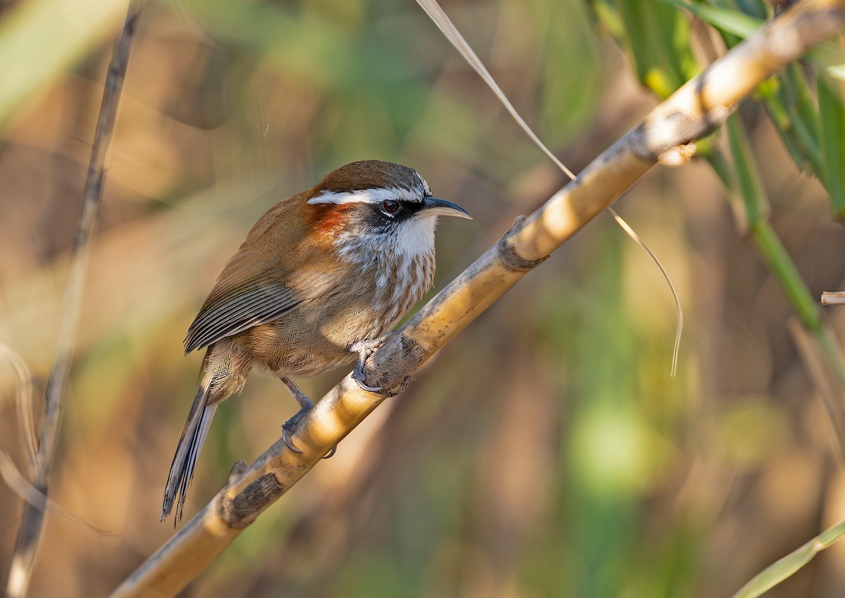 Streak-breasted Scimitar-Babbler - ML639543174
