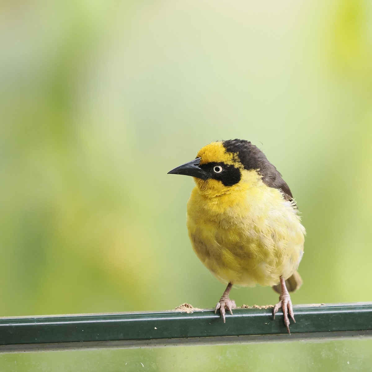 Baglafecht Weaver - ML639543175