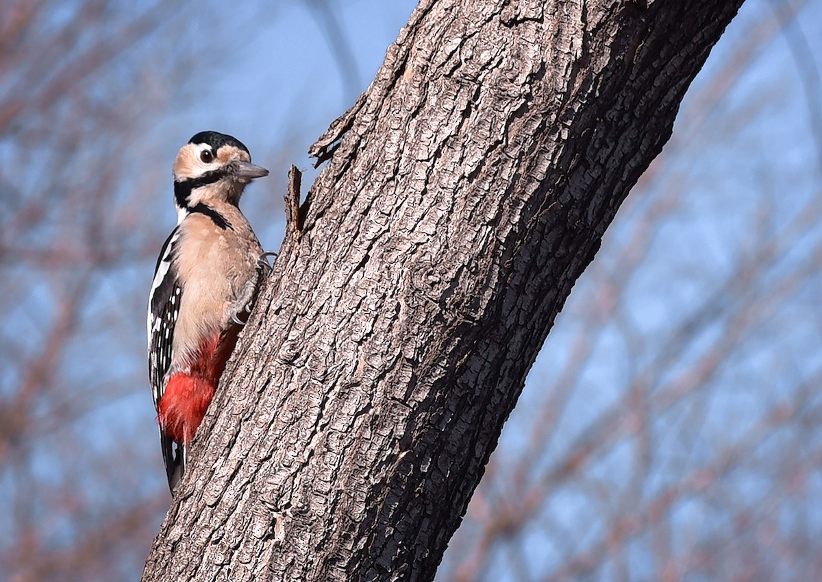 Great Spotted Woodpecker (cabanisi/stresemanni) - ML639543178