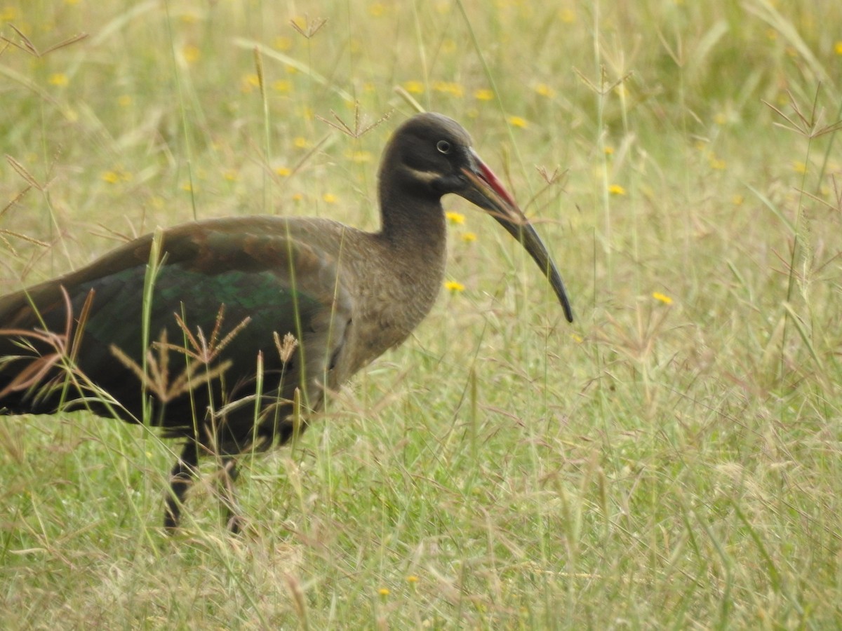 Hadada Ibis - ML639543179