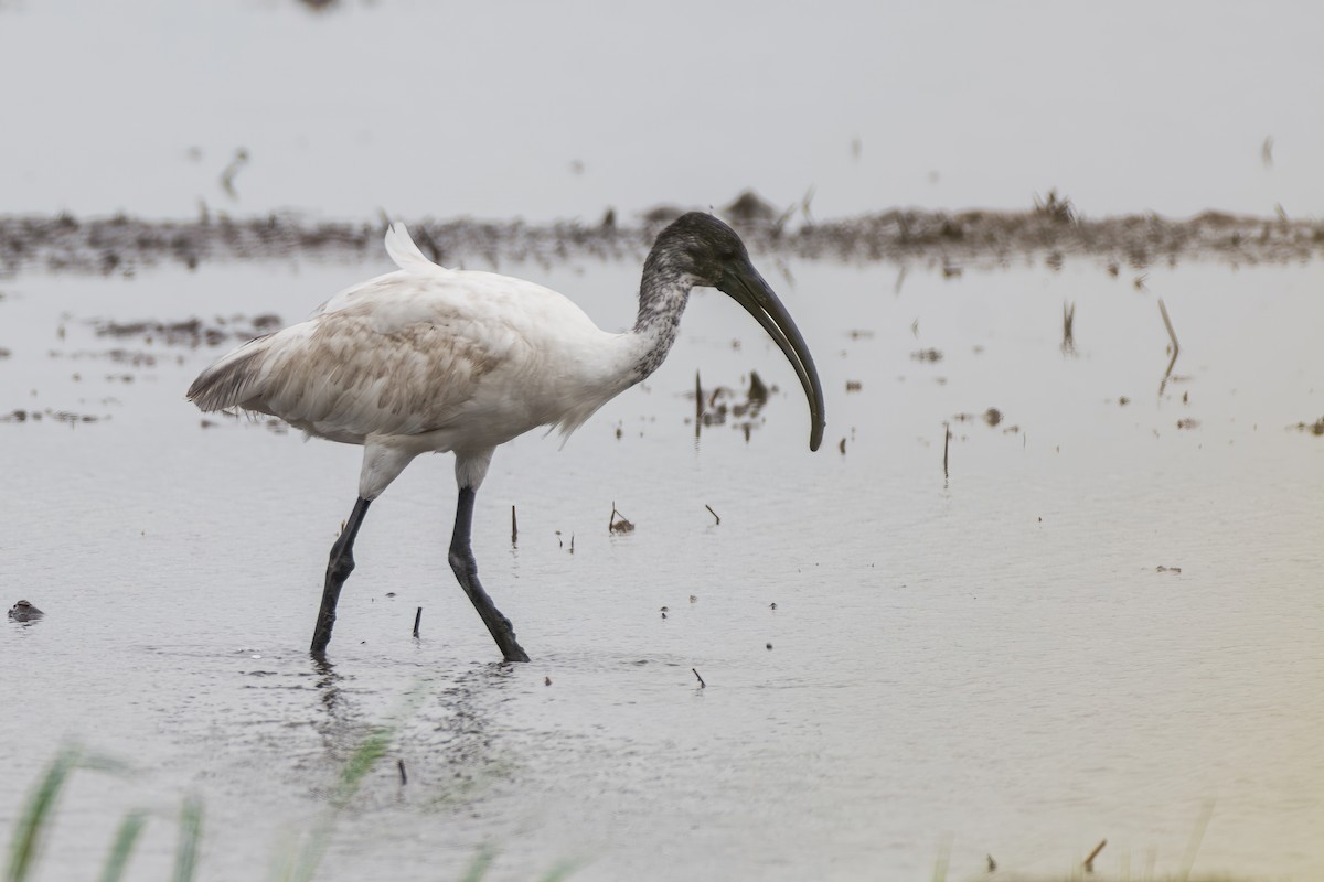 Black-headed Ibis - ML639543181