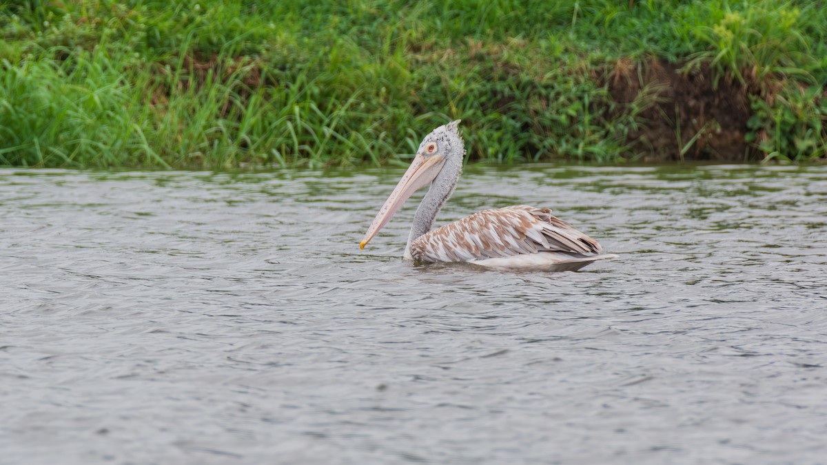 Spot-billed Pelican - ML639543185