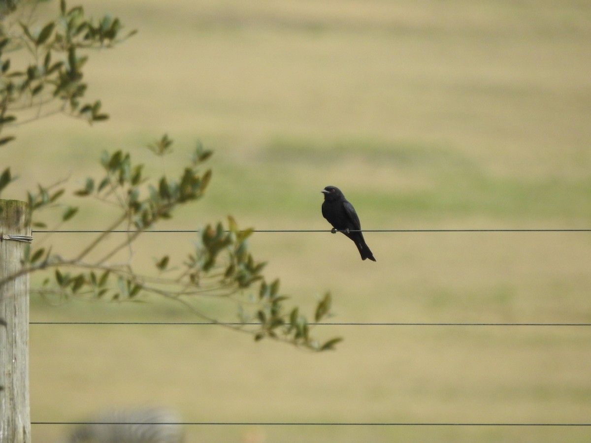 Fork-tailed Drongo - ML639543186