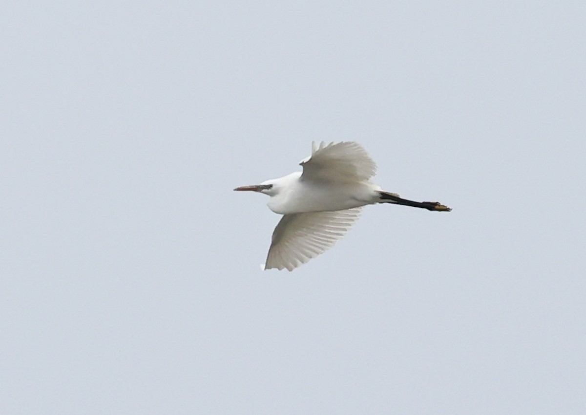 Chinese Egret - ML639543188