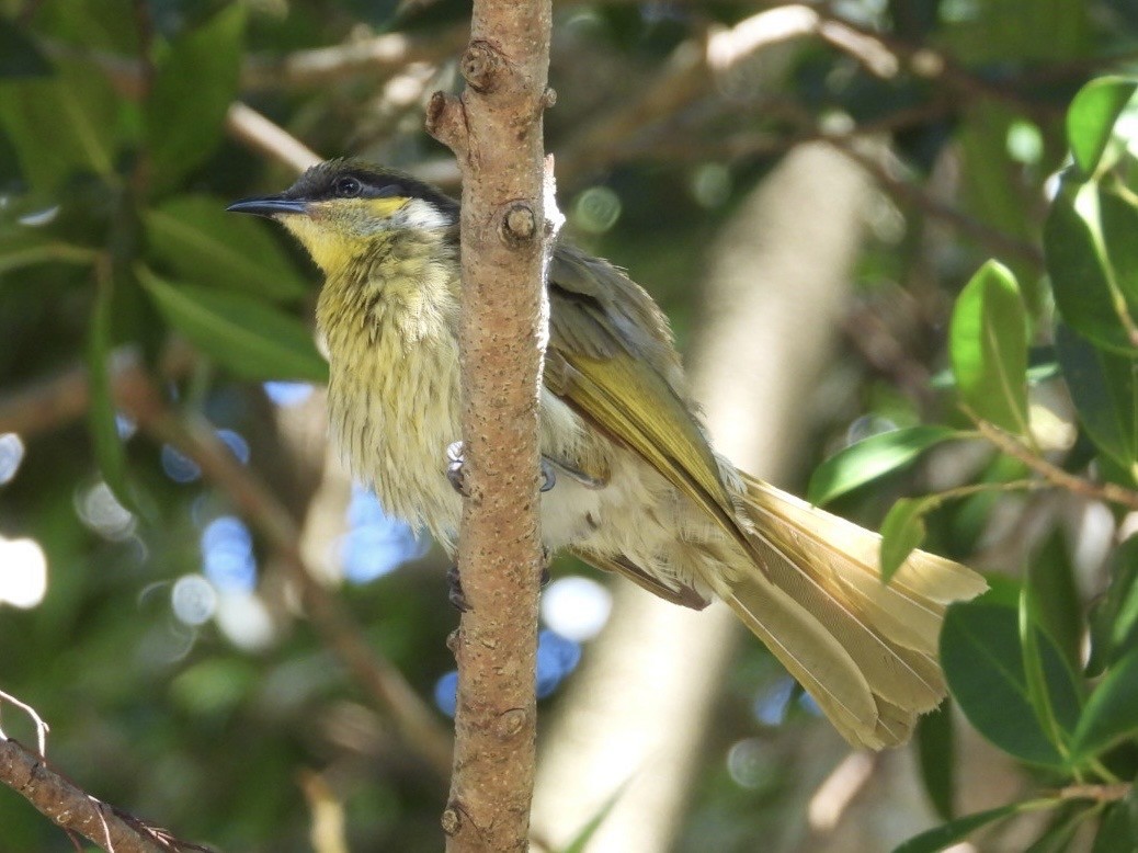 Varied Honeyeater - ML639543189