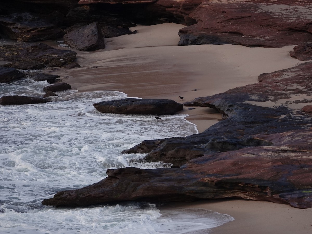 Sooty Oystercatcher - ML639543191