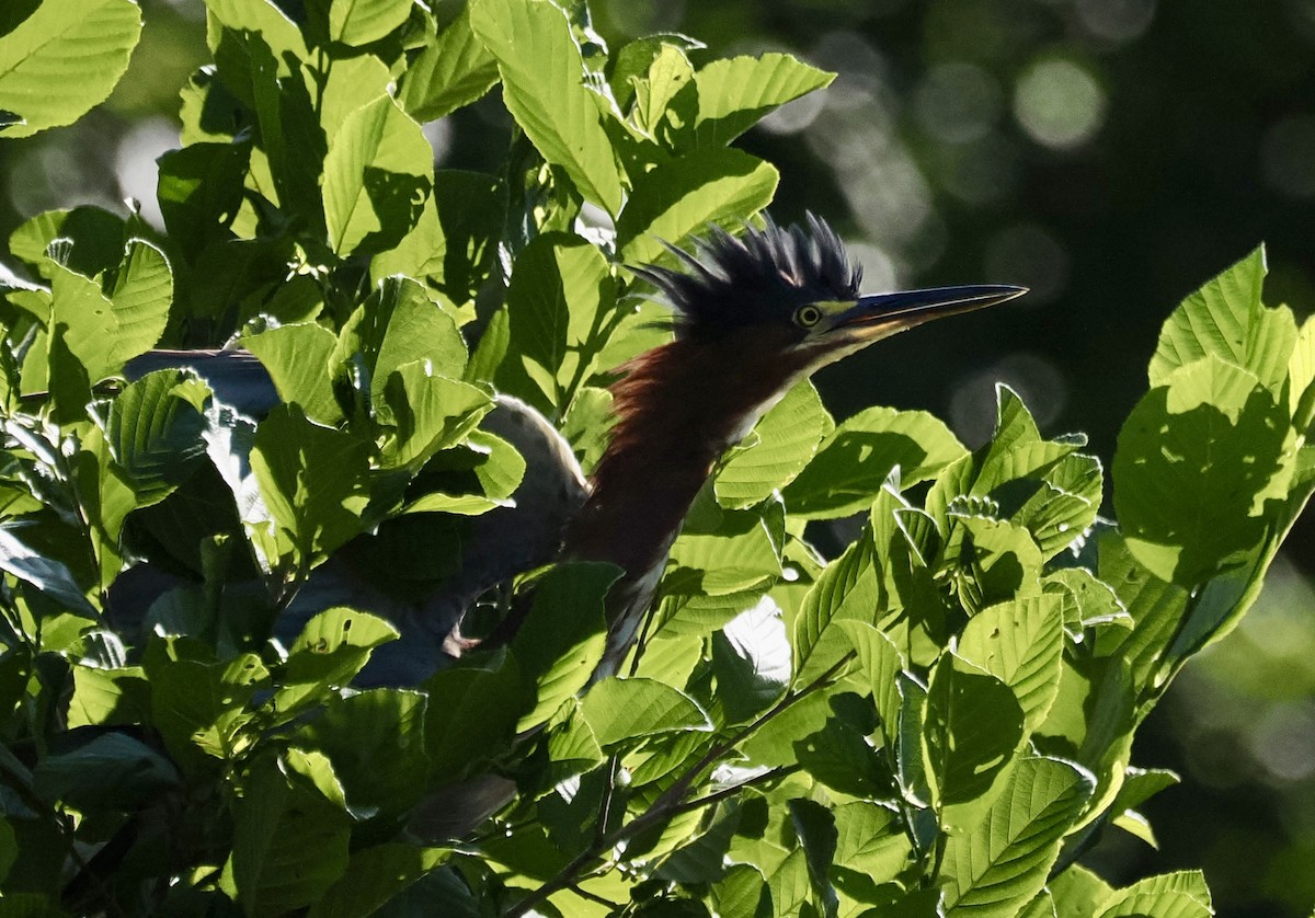 Koartzatxo berdea - ML639543193