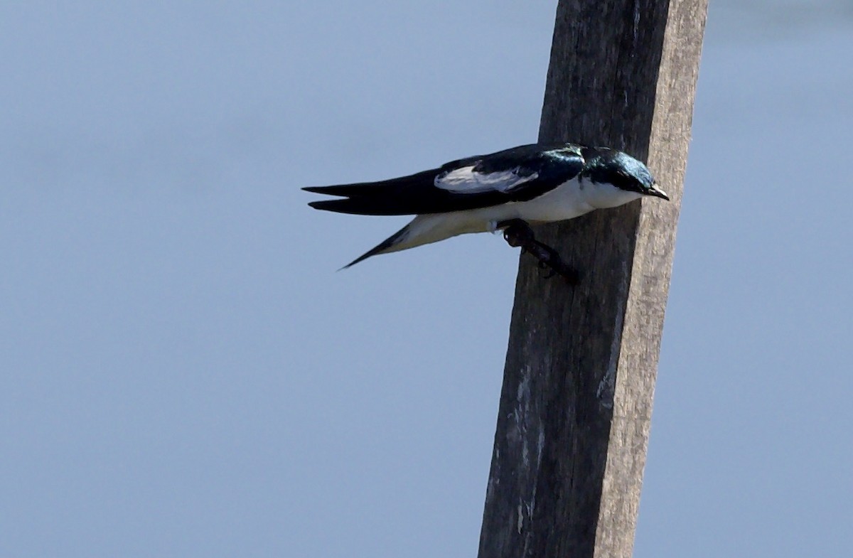 Hirondelle à ailes blanches - ML639543229