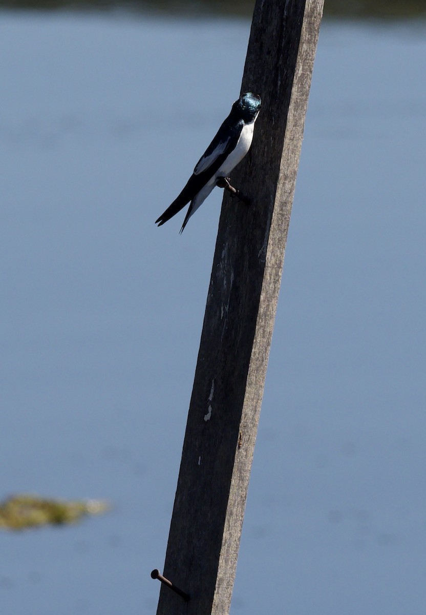 Hirondelle à ailes blanches - ML639543235