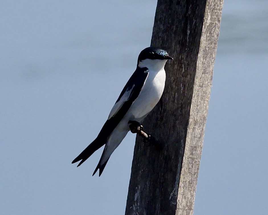 Hirondelle à ailes blanches - ML639543238