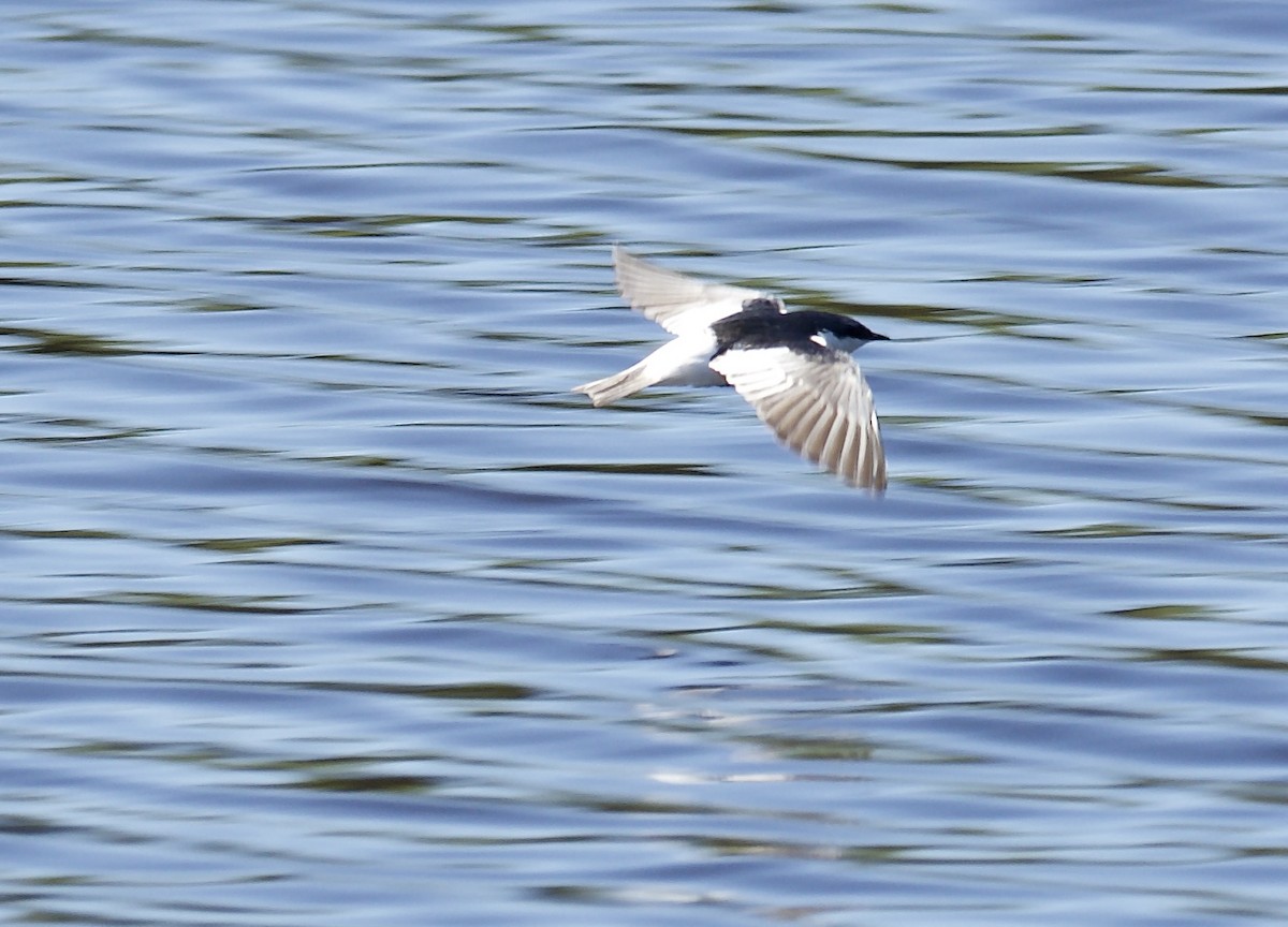 Hirondelle à ailes blanches - ML639543240