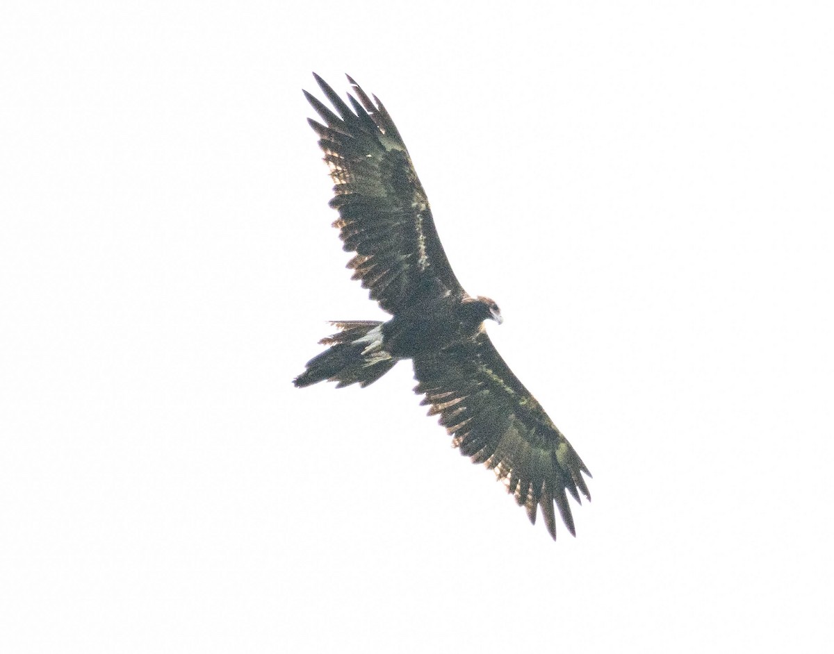 Aigle d'Australie - ML639543272