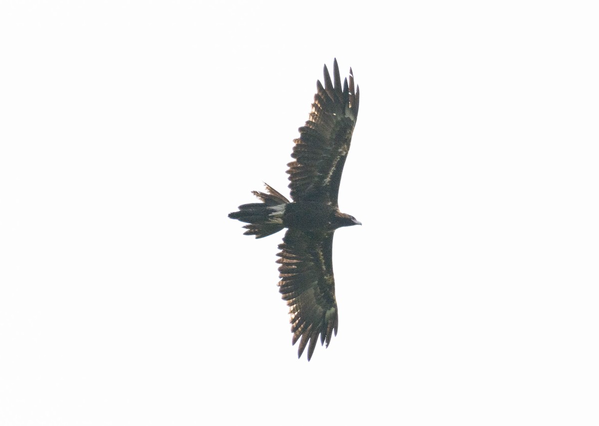 Aigle d'Australie - ML639543273
