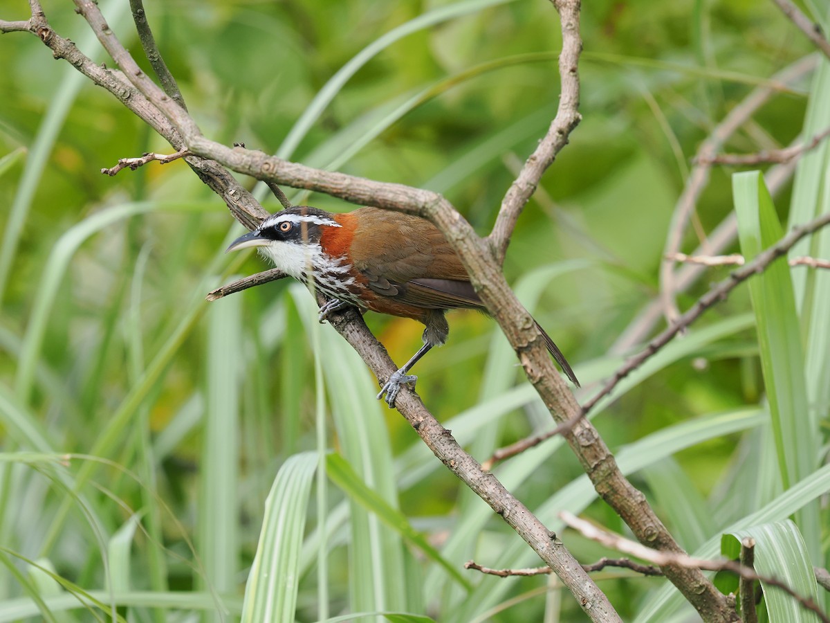 Taiwan Scimitar-Babbler - ML639543317