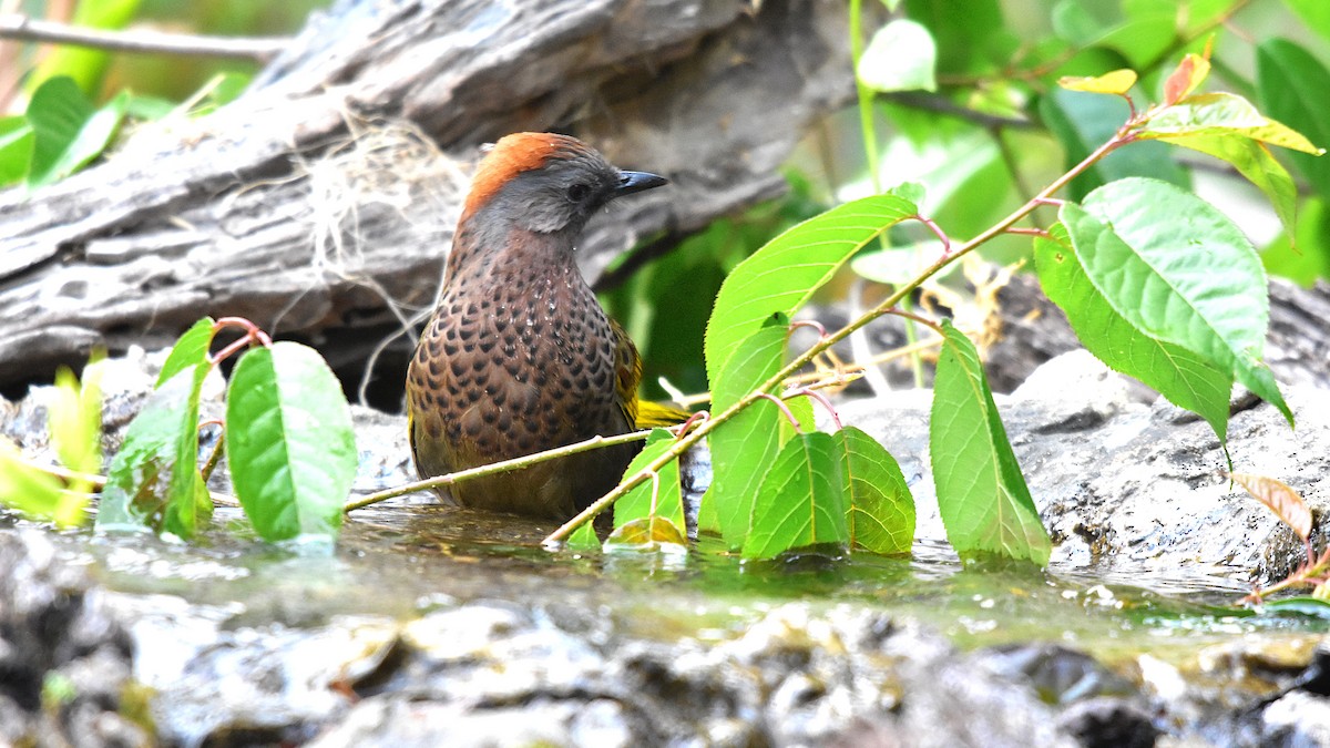 Assam Laughingthrush - ML639543343