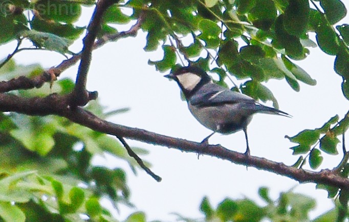 Asian Tit (Cinereous) - ML639543390