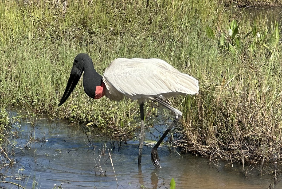 Jabiru - ML639543464