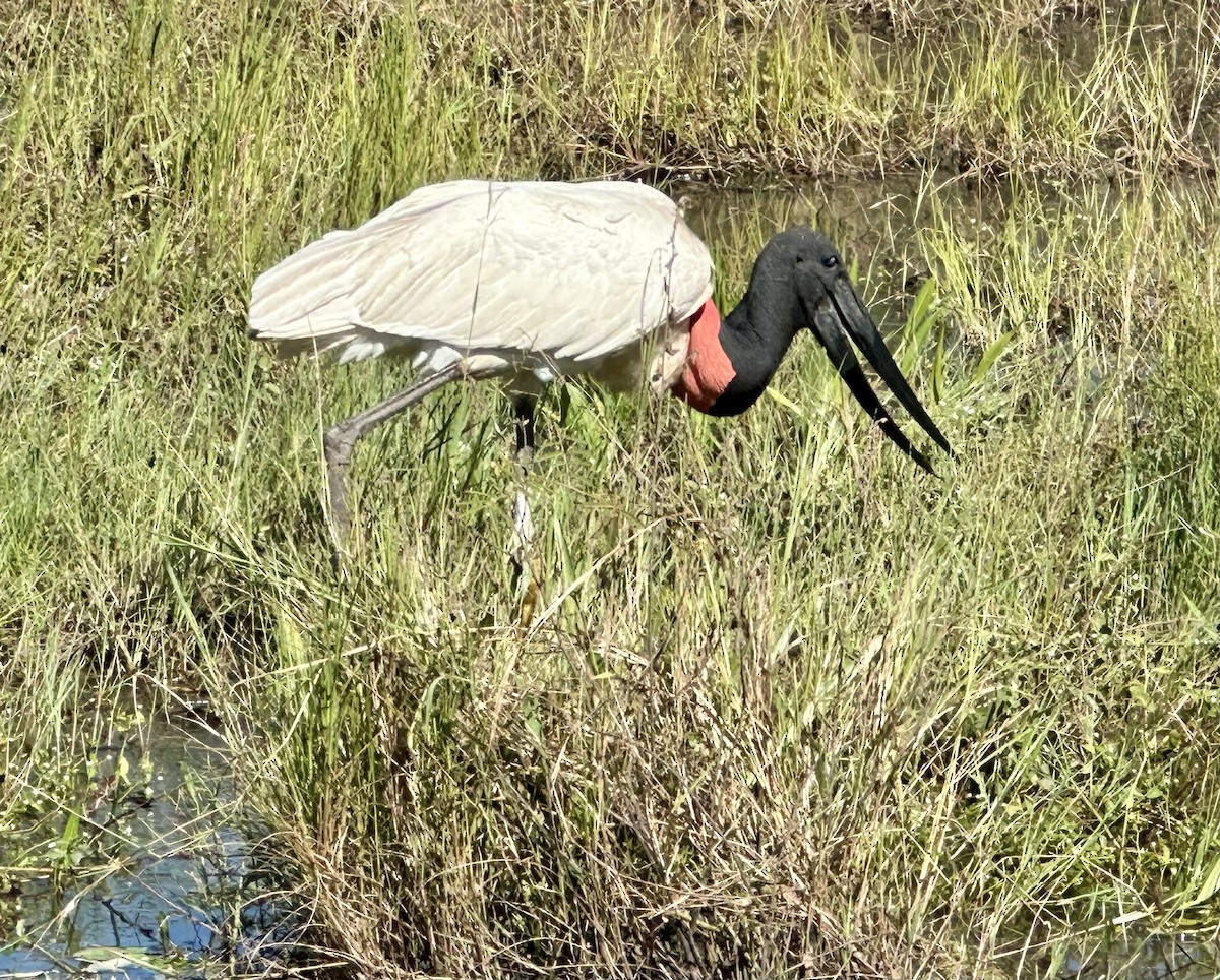 Jabiru - ML639543466
