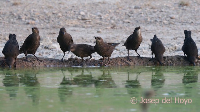 Spotless Starling - ML639543600