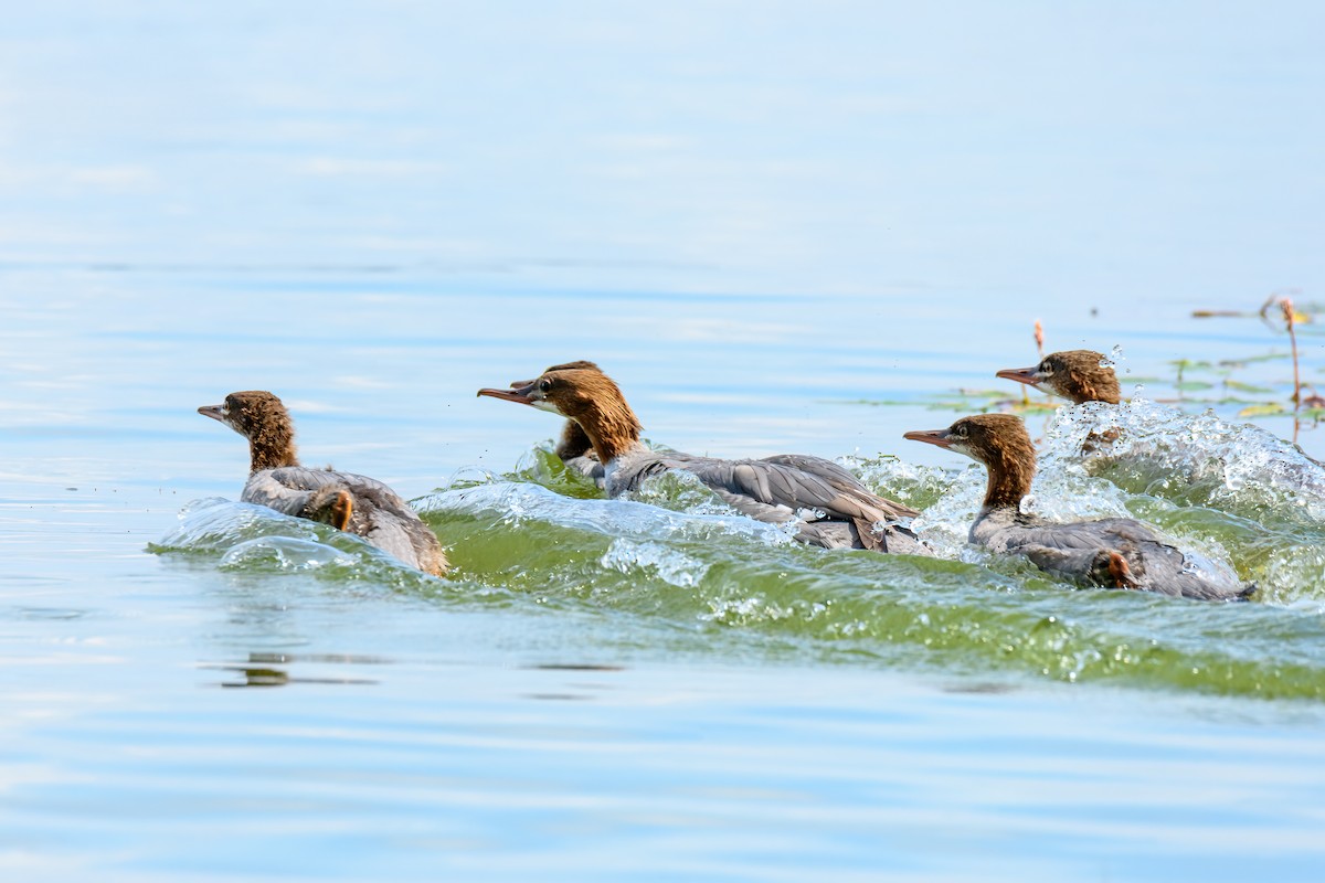Common Merganser - ML639543633