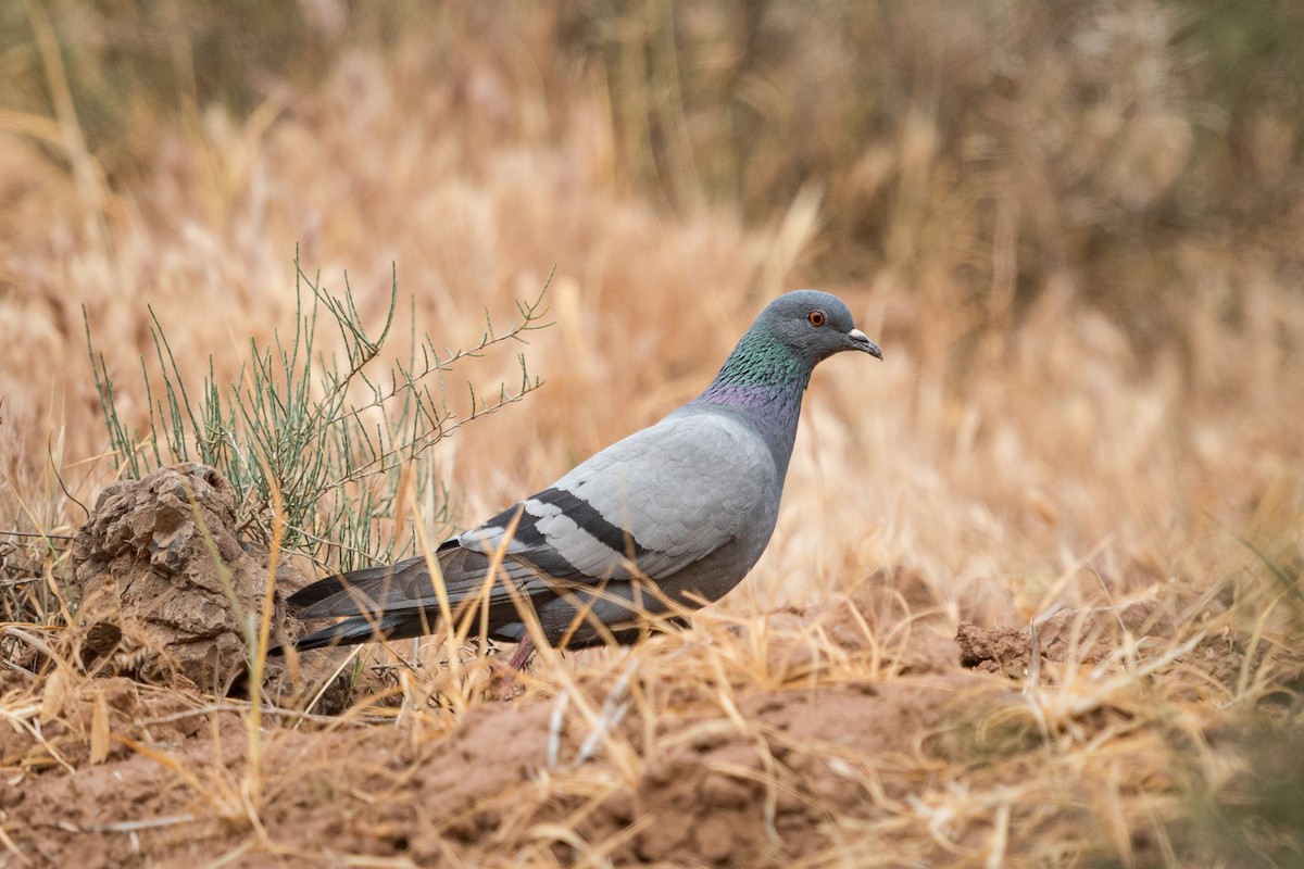 Rock Pigeon (Feral Pigeon) - ML639543761