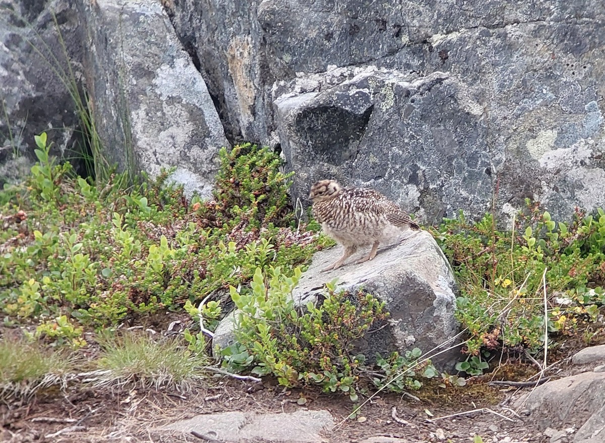 Rock Ptarmigan - ML639543806