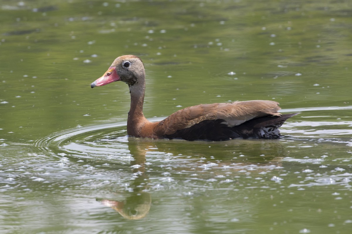 Dendrocygne à ventre noir - ML63954381